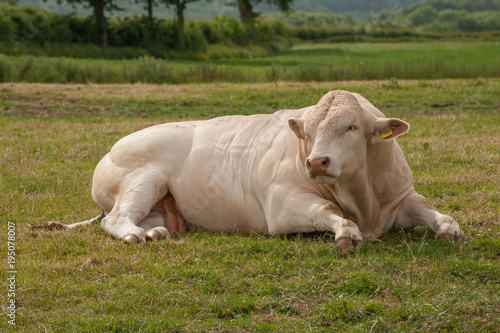 Pedigree Charolais bull resting in meadow on summer day