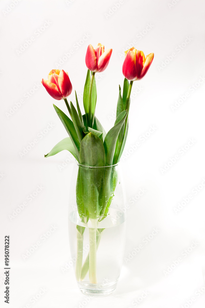 bouquet of red tulips in a vase on a white background gift for a girl on March 8 international female day