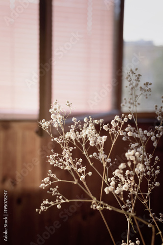 Dry white flowers on backgrounds of window blind