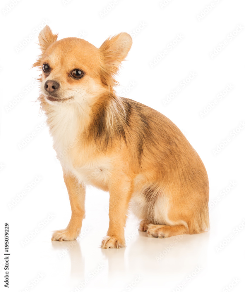 Chihuahua with long hair