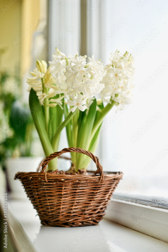 White Hyacinths in wicker basket