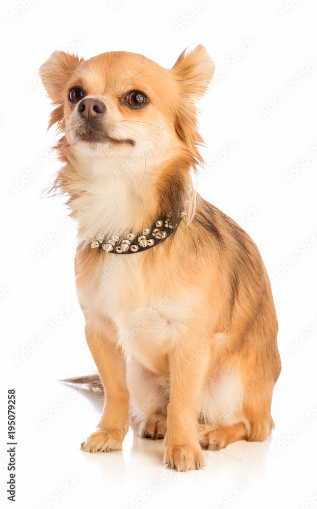 Obraz premium Chihuahua with long hair with a studded necklace