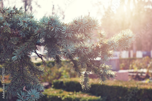 winter pine branches © Alrandir