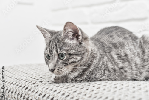 Cute little grey kitten © tashka2000