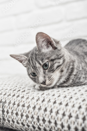 Cute little grey kitten © tashka2000