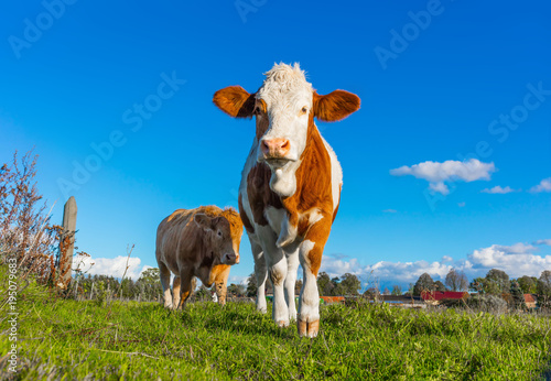 Bio Landwirtschaft, Kühe / Kälber auf grüner Wiese, Schorfheide Rinderzucht aufzucht im freien grüne wiese rinder, kuhzucht kühe traditionell, fördermittel tiermedizin tierschutz artgerechte haltung