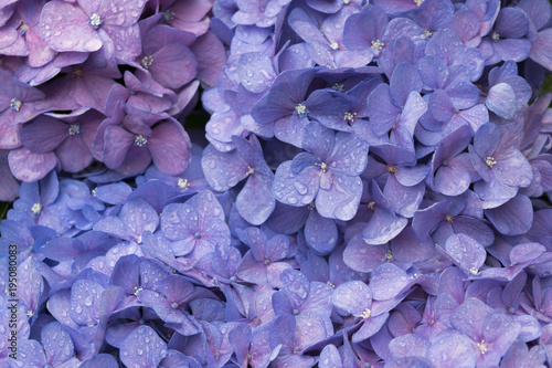 Blue hydrangea. Blue and purple hydrangea flowers. Lilac flowers hydrangea background. Raindrops on the petals of flowers. Floral background.    © O de R