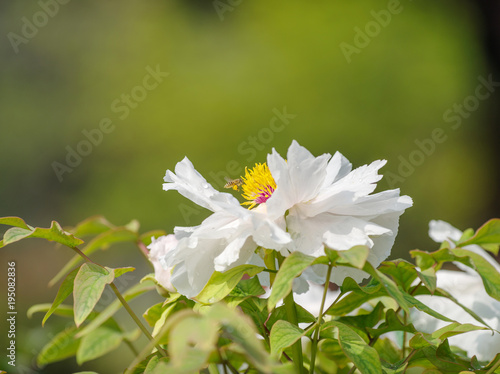 Summer flowers series, beautiful white peony flowers in garden, closeup of a bumblebee find honey on it. photo