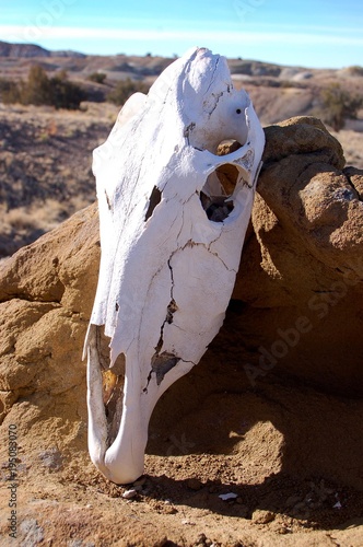 Horse skull on orange rock with blue sky in the desert badlands of Bisti/De Na Zin in Northern New Mexico