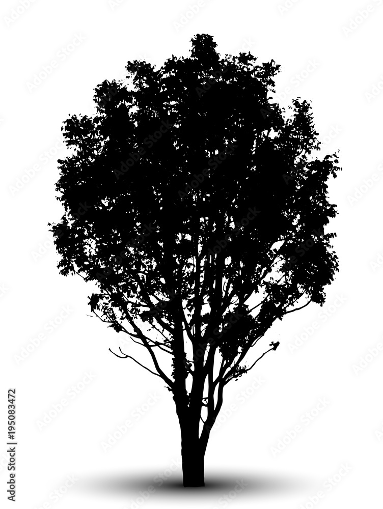 Fototapeta premium tree silhouette isolated on white background.
