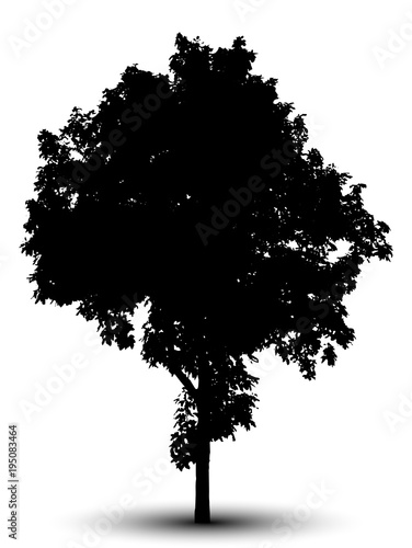 tree silhouette isolated on white background.