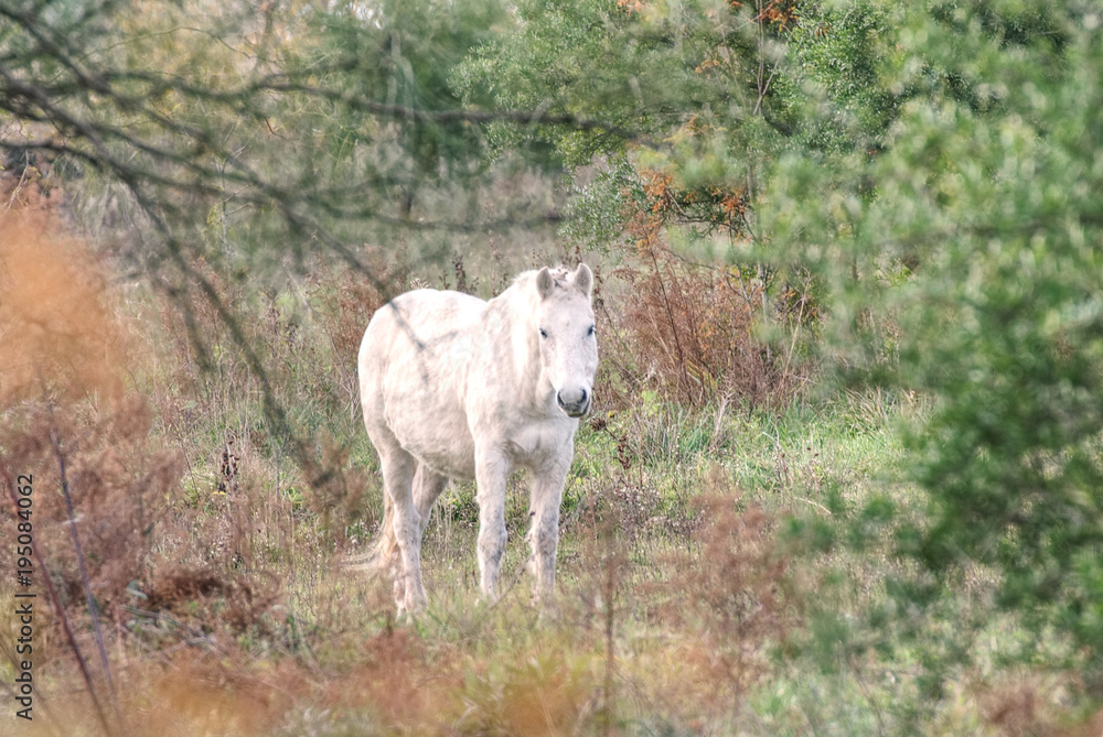 Cute horse free on a field in Argentina