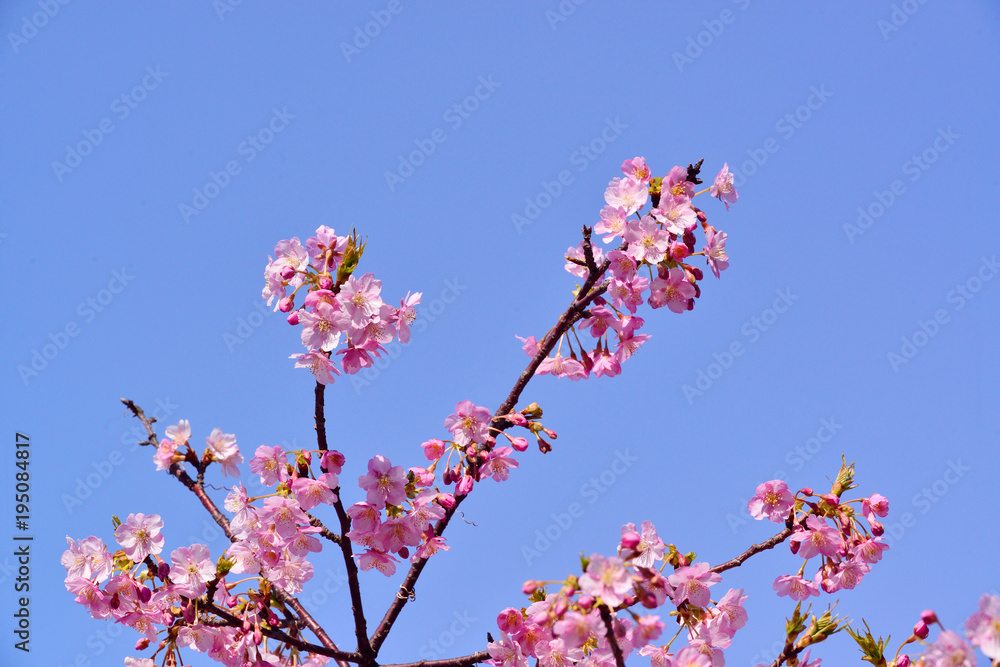 四浦半島の河津桜