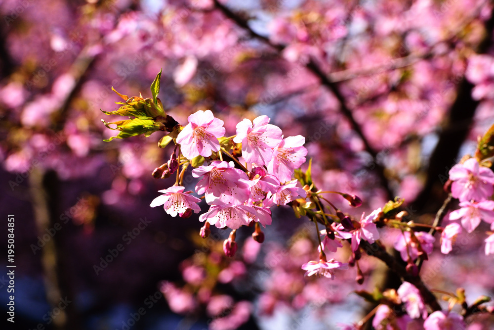 Obraz premium 四浦半島の河津桜