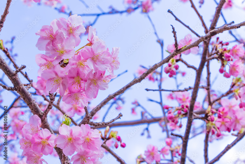 美しい河津桜