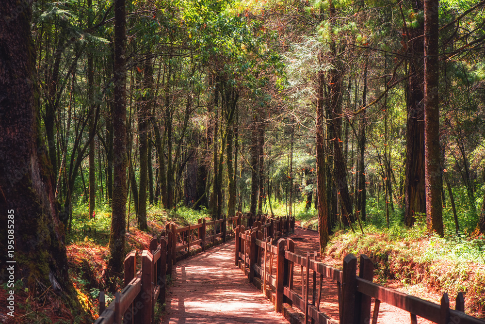 Naklejka premium Rezerwat Biosfery Monarch Butterfly