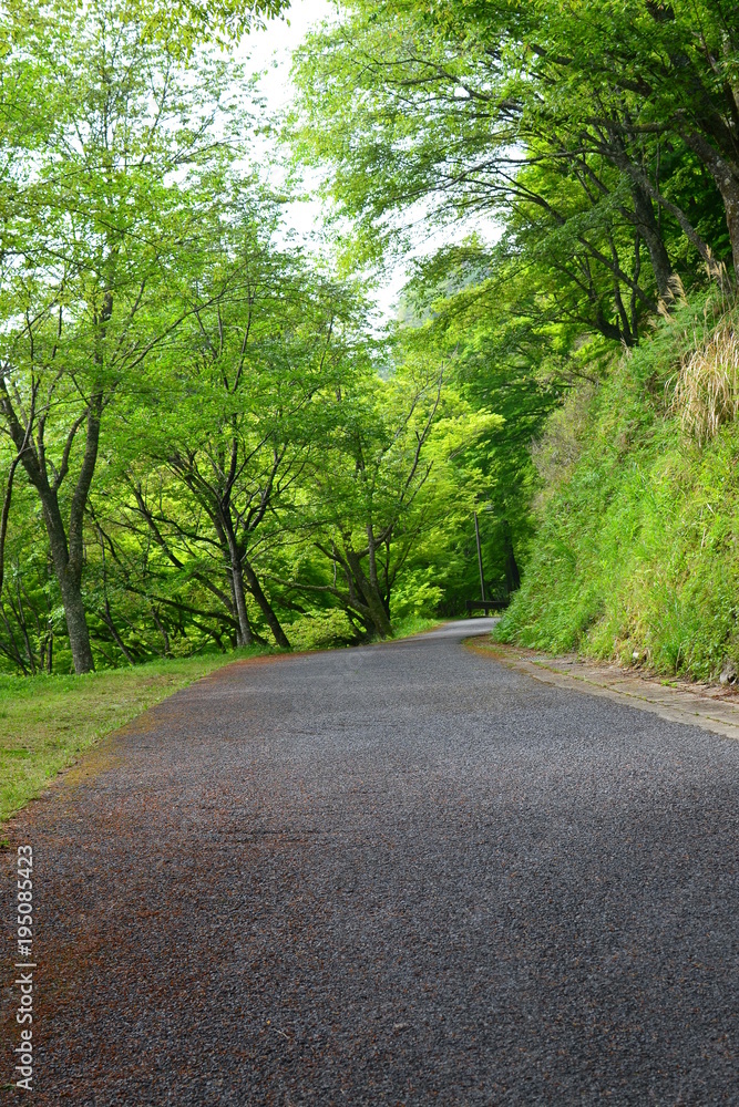 吉野山の新緑 吉野山の新緑