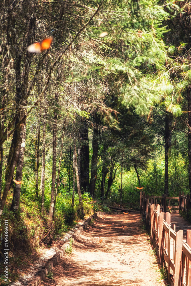 Naklejka premium Monarch Butterfly Biosphere Reserve, Michoacan,Mexico