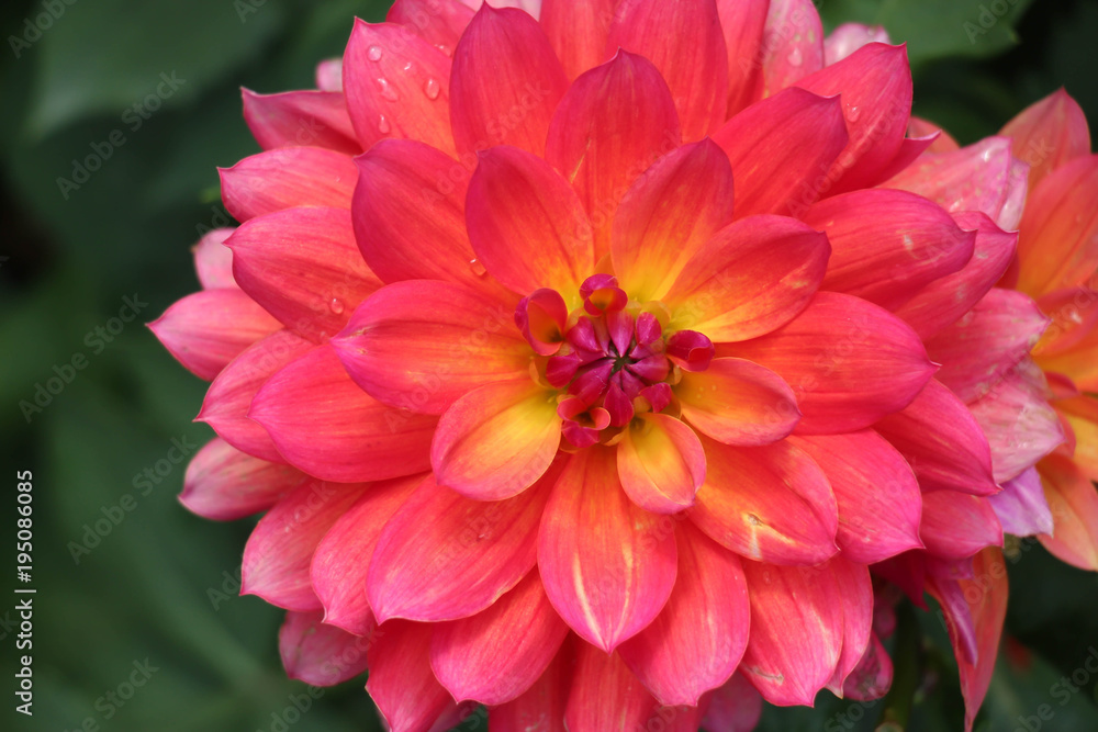 beautiful full bloom zinnia in pink and yellow with a lush green background