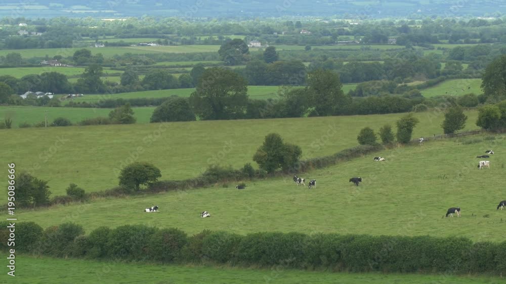 Field with grazing cows Field with grazing cows