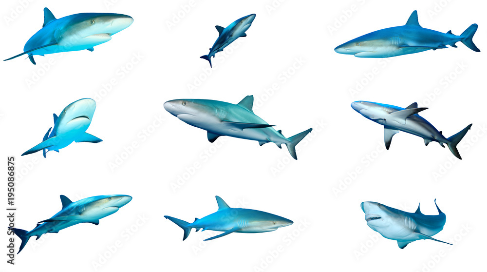 Obraz premium Kolekcja szare rekiny rafowe na białym tle