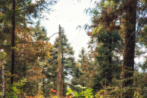 Monarch Butterfly Biosphere Reserve, Michoacan,Mexico photo