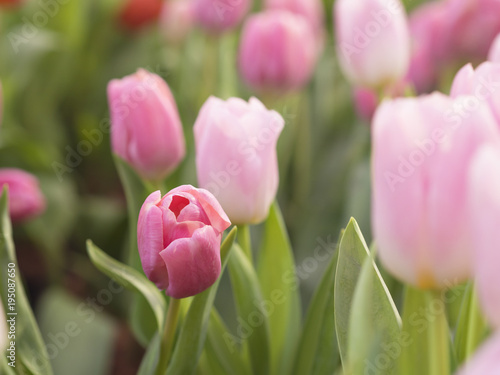 Beautiful pastel pink color tulips field with pink petals and green leaves for flower  spring nature concept 