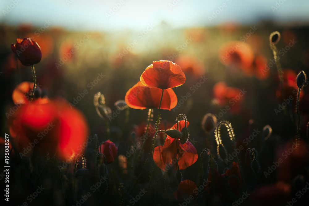 Fototapeta premium dzikie pole maku - tło dnia zawieszenia broni