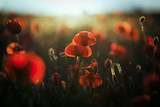 wild poppy field - Armistice day background