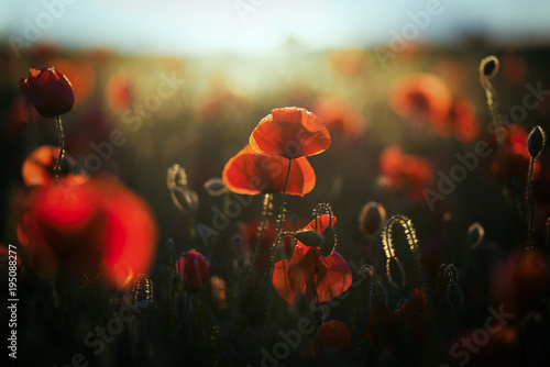 wild poppy field - Armistice day background