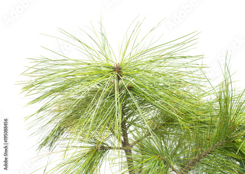 Pinus wallichiana Bhutan Pine branch isolated on white background. Coniferous tree
