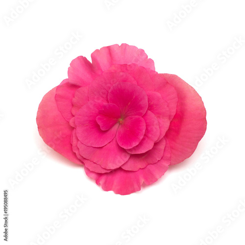 Begonia pink flower isolated on white background. Flat lay, top view