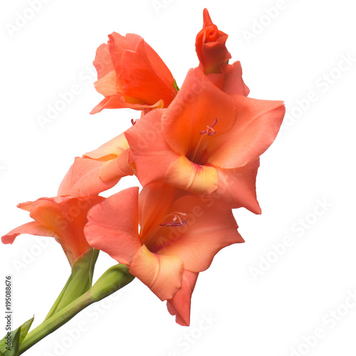 Gladiolus orange flower isolated on white background. Flat lay, top view