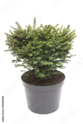 Spruce Picea Omorika Karel in a pot isolated on white background. Conifers. Christmas tree. New Year