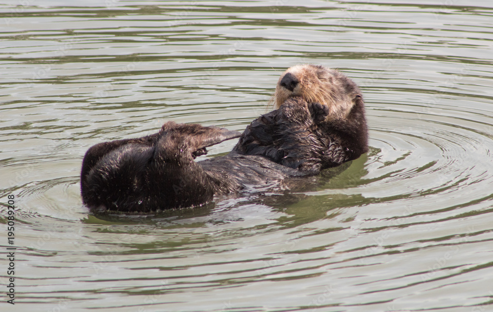 Fototapeta premium California Sea Otter