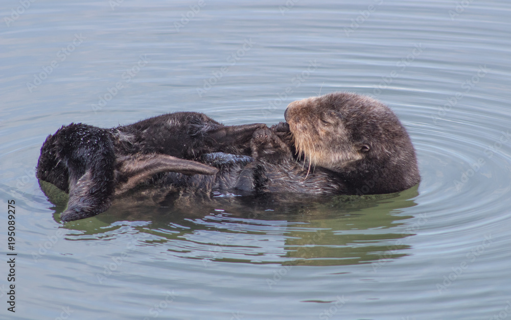 Fototapeta premium California Sea Otter