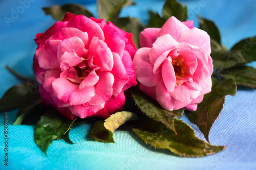 the beauty of flowers bloom