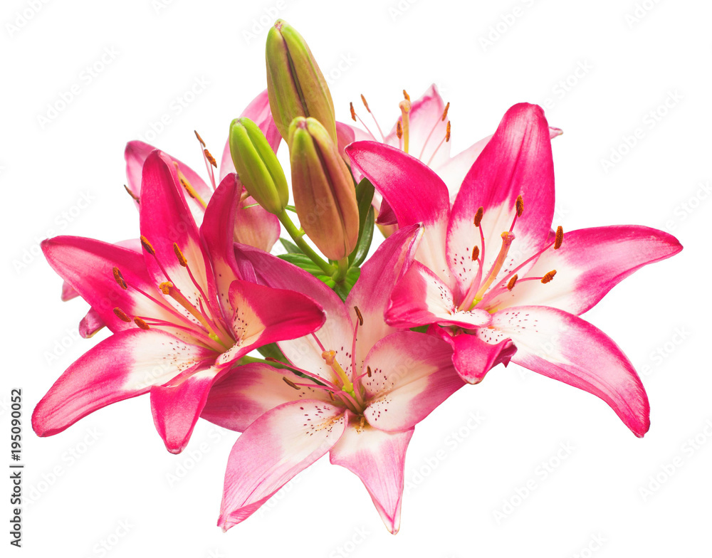 Beautiful pink lily flower isolated on white background. Stamens. Flat lay, top view