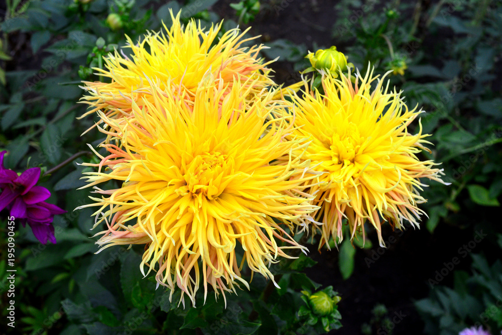 Bouquet of orange flowers pink dahlia in the garden on the flowerbeds. Sunny, nature. Flat lay, top view Bouquet of orange flowers pink dahlia in the garden on the flowerbeds. Sunny, nature. Flat lay, top view