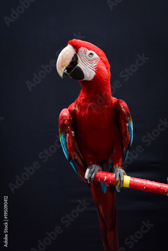 the beauty of parrots