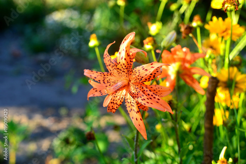 Fototapeta Naklejka Na Ścianę i Meble -  Flowers of red and yellow lilies with drops in the garden on the flowerbeds. Tiger color, fire.