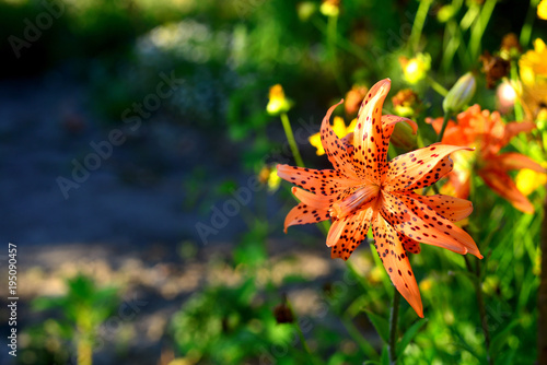 Fototapeta Naklejka Na Ścianę i Meble -  Flowers of red and yellow lilies with drops in the garden on the flowerbeds. Tiger color, fire.