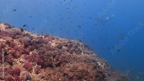 Wallpaper Mural Large Oceanic Manta Rays swimming in shallow water over a tropical coral reef Torontodigital.ca