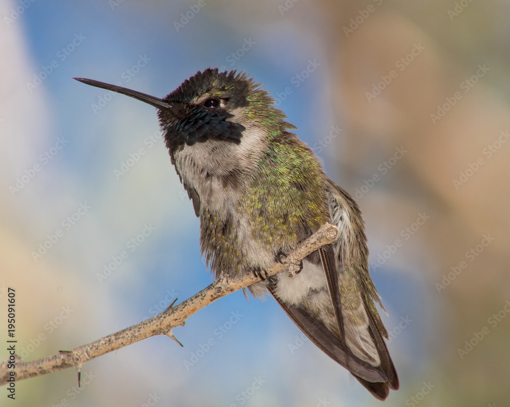 Fototapeta premium Costa's Hummingbird California