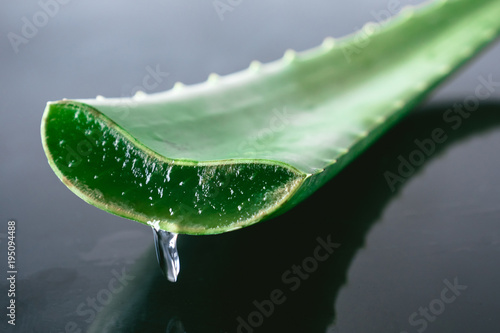 Aloe vera plant. Aloe vera is used in traditional medicine as a skin treatment.