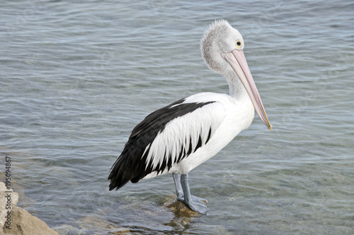 Australian pelican