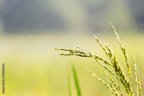 close up rice fields. © kowibhas