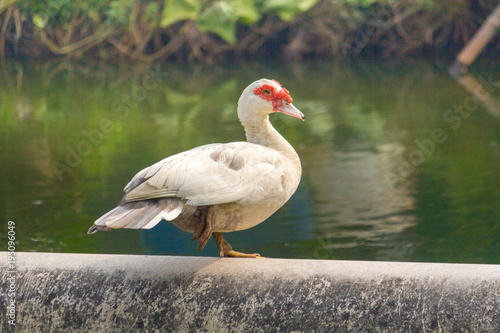 White duck stay on cement pipe with water.