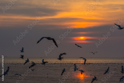 Wallpaper Mural Group of seagulls flying over Bangpu sea during sunset Torontodigital.ca