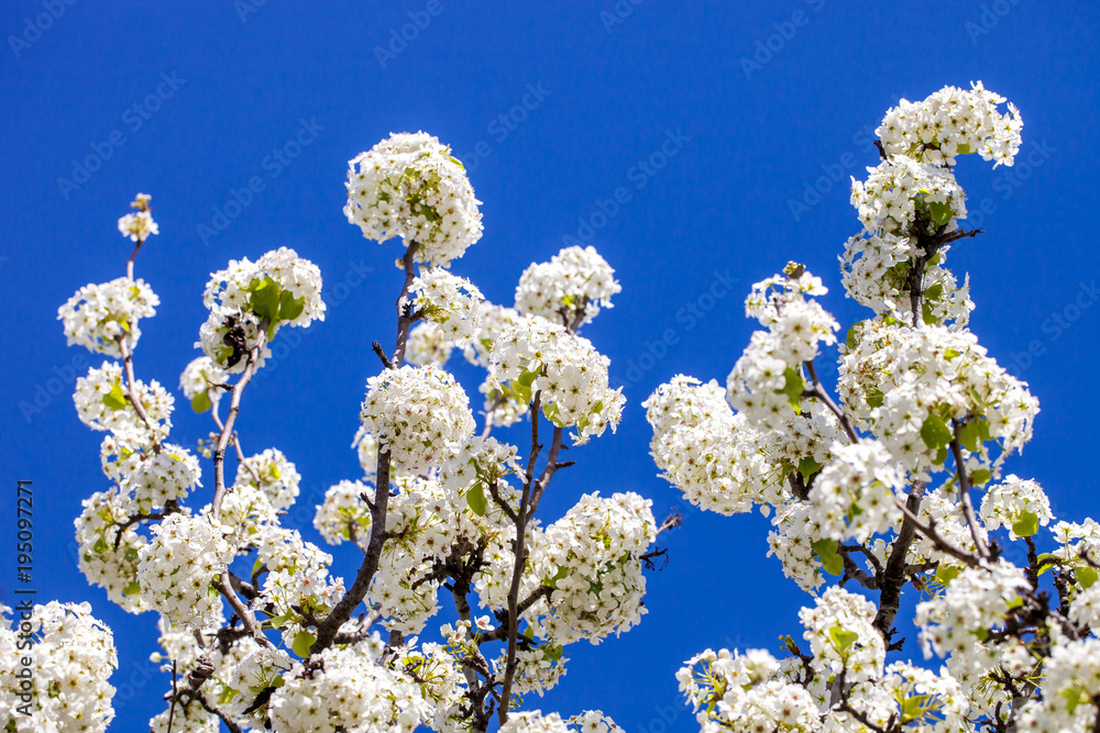 Branches of cherry blossom tree in full bloom against a bright blue sky Branches of cherry blossom tree in full bloom against a bright blue sky